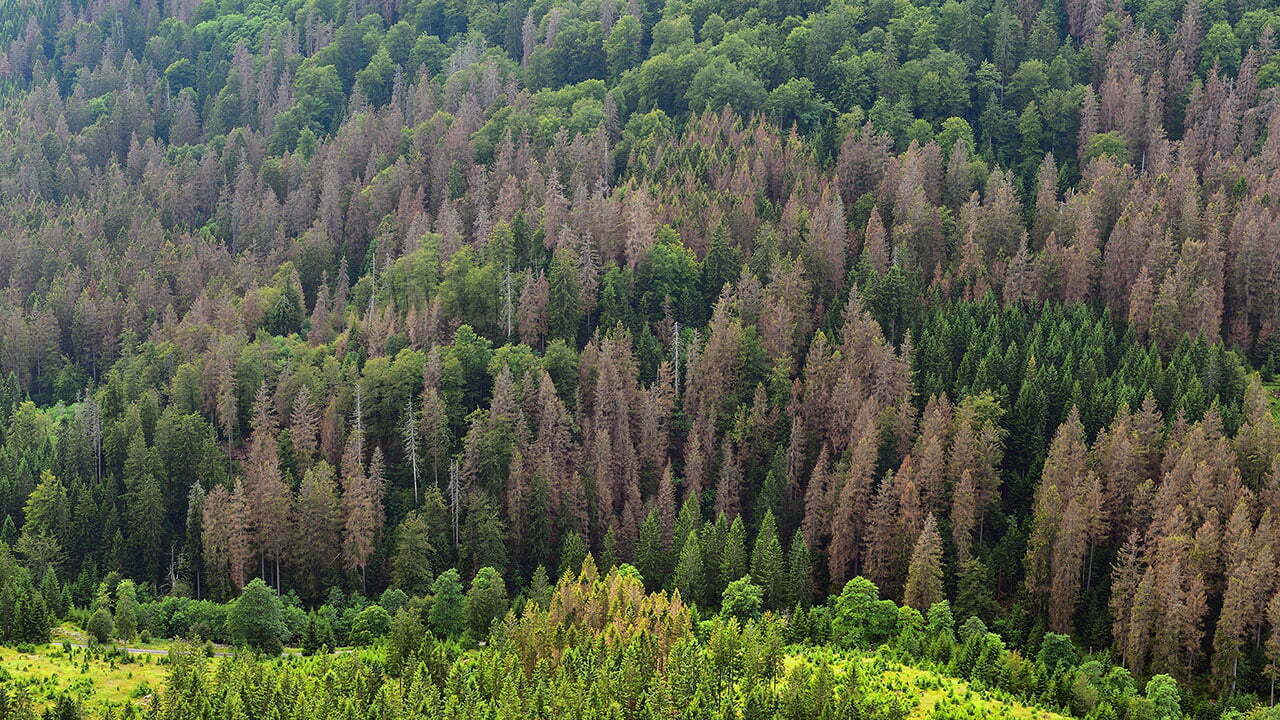 Forests affected by climate change: dying German fir stands
